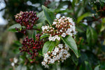 Viburnum Tinus Spirit Hedging Shrub  1