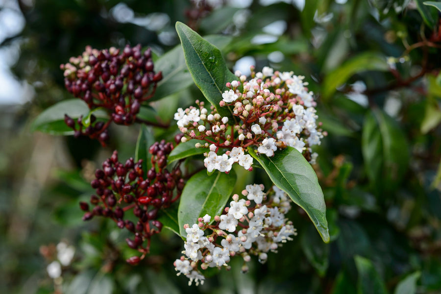 Viburnum Tinus Spirit Hedging Shrub  1