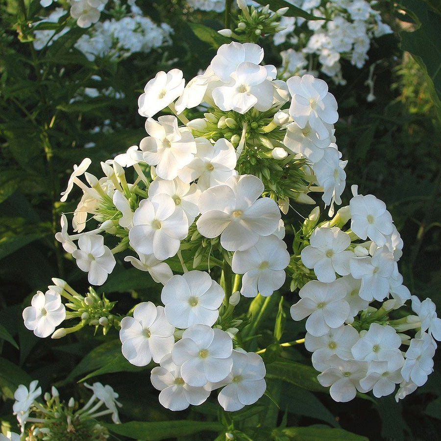 Phlox Panticulata - Rembrandt Phlox Panticulata - Rembrandt image4 4