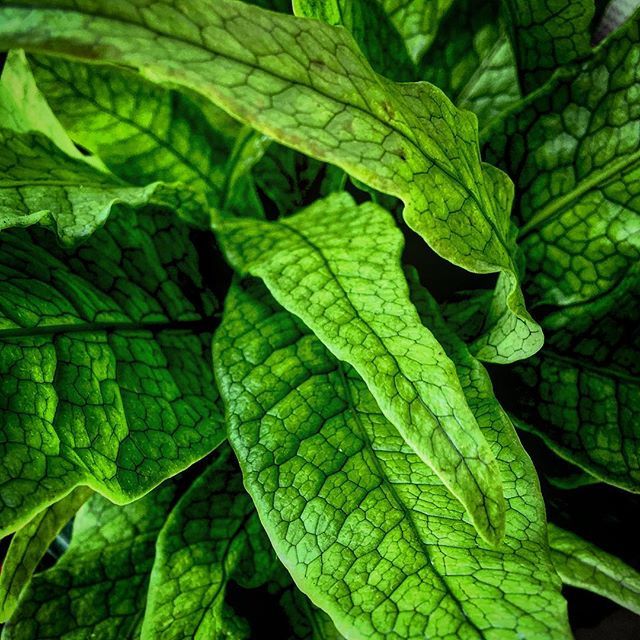 Asplenium Nidus Fern aa4f5f1c5b5f5417d1b07e3a86c5a5c4 4