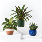 Kitchen Houseplant Collection - Calathea Rufibarba Elgergrass, Haworthia Fasciata Big Band & Philodendron White Wave  1