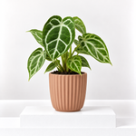 Anthurium Crystallinum Houseplant  1