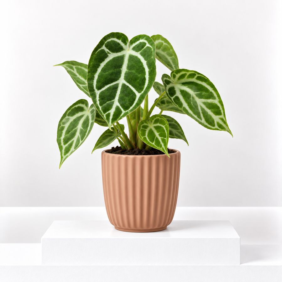 Anthurium Crystallinum Houseplant  1