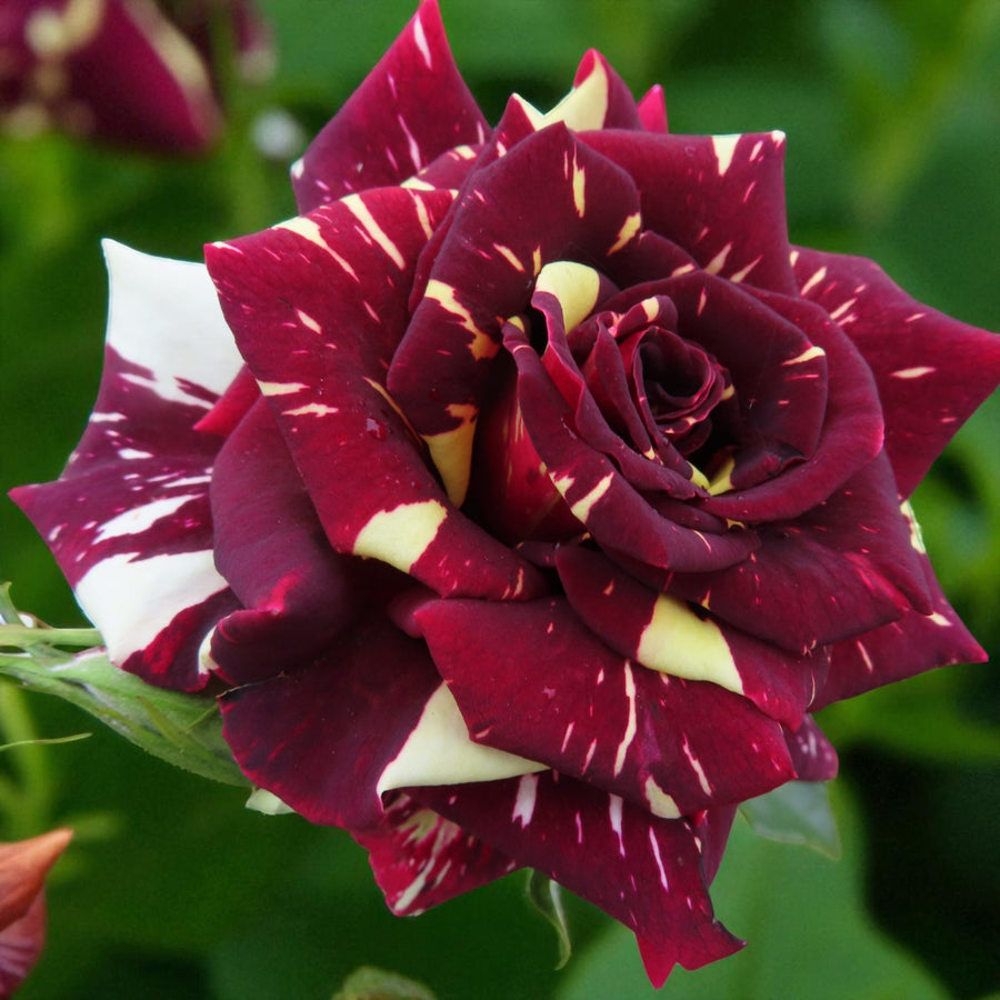 Abracadabra Bare Root Rose  3