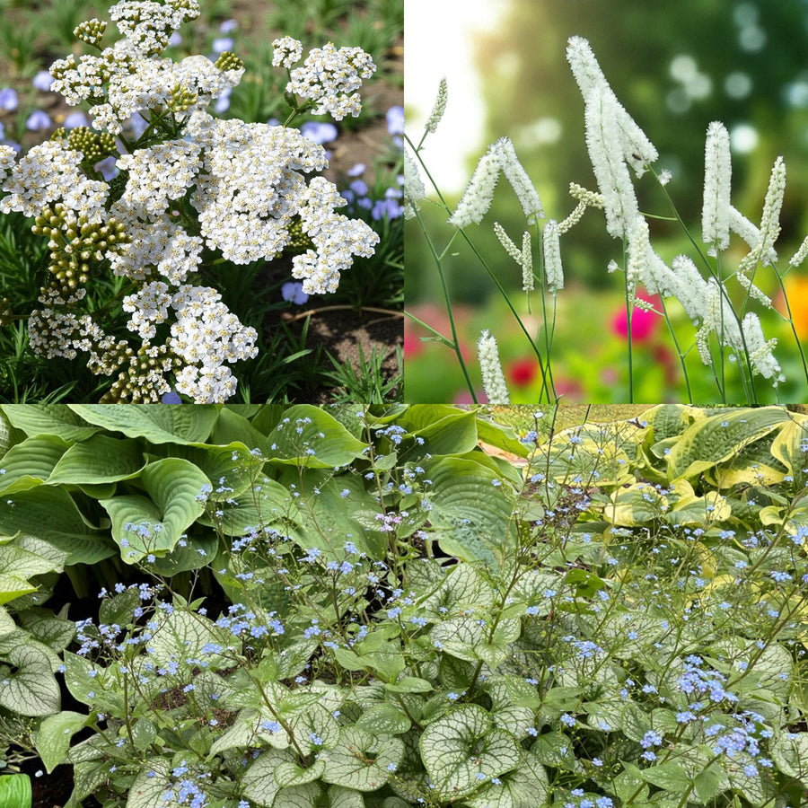 Achillea, Actaea & Brunnera Bare Root Mix  1