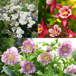 Achillea, Aquilegia & Helleborus Bare Root Mix  1