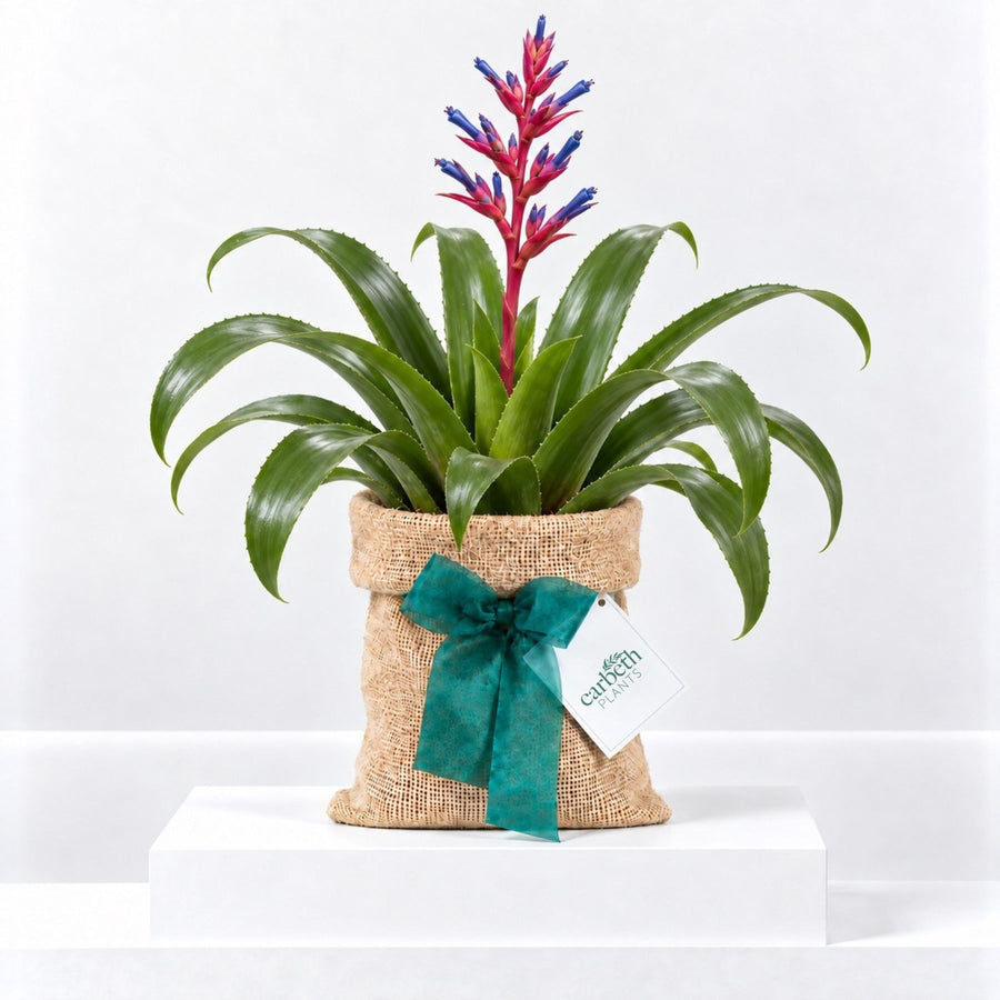 Aechmea Blue Rain Gift Wrapped  1