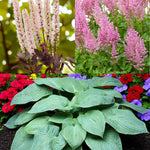 Actaea, Astilbe & Hosta Bare Root Mix  1