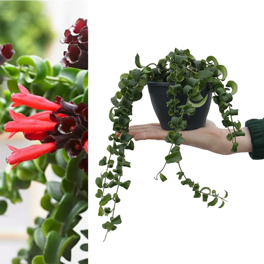 Aeschynanthus Rasta Lipstick Plant Aeschynanthus 'Rasta' image1 2