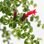 Aeschynanthus Mona Lisa Curly Wurly Lipstick Plant  2