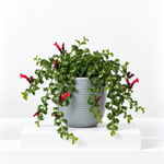 Aeschynanthus Mona Lisa Curly Wurly Lipstick Plant  1