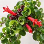 Aeschynanthus 'Rasta' Curly Wurly Lipstick Indoor Plant  2