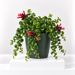Aeschynanthus 'Rasta' Curly Wurly Lipstick Indoor Plant  1