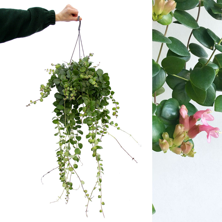 Aeschynanthus 'Thai Pink' Lipstick Hanging Plant aeschynanthusthaipink 2