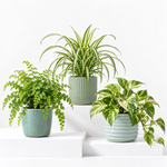Bathroom Houseplant Collection - Maidenhair Fern, Spider Plant & Happy Leaf Manjula Pothos  1