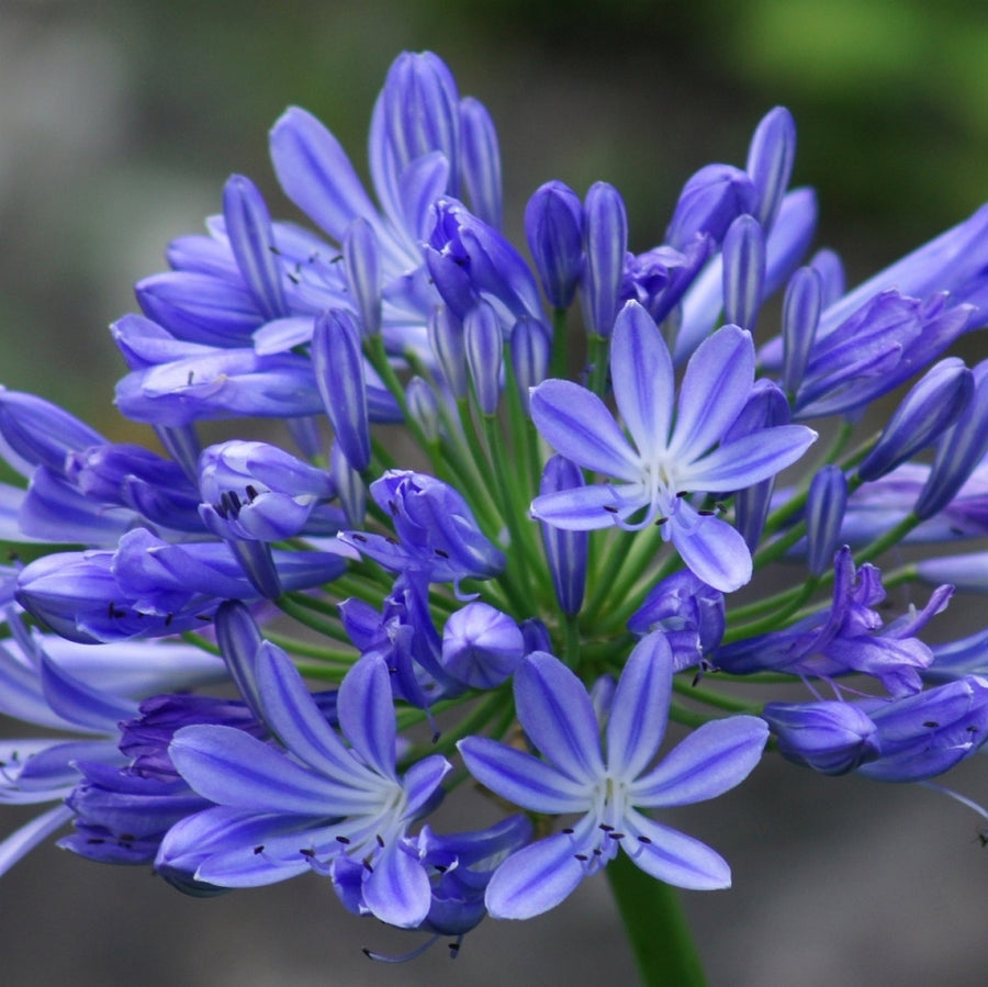 Agapanthus Brilliant Blue - African Lily agapanthe-brilliant-blue-webp-traite-1000px 1