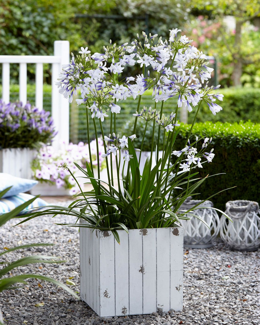 Agapanthus Twister - White Blue African Lily agapanthus-twister-patio-maceta2B2528Copiar25292B252822529 2