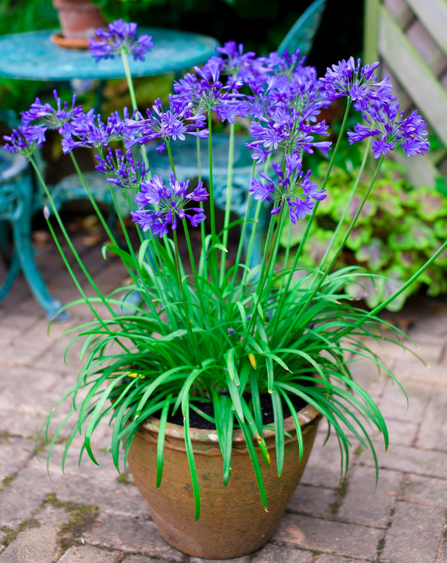 Agapanthus Brilliant Blue - African Lily agapanthus_brillant_blue_pot 2