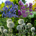 Agapanthus, Salvia & Echinops Bare Root Mix  1