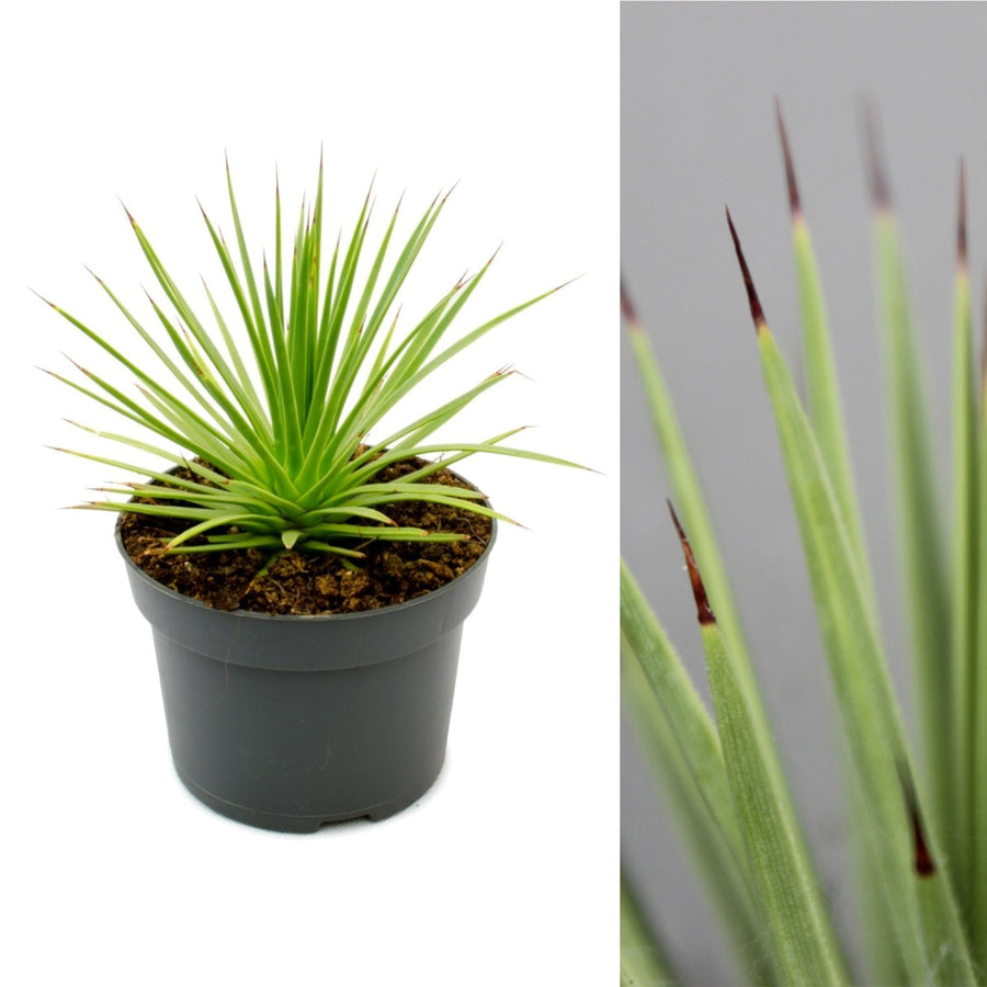 Agave Stricta Nana Agave stricta 'Nana' image1 3