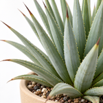 Agave Stricta Nana  2