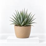 Agave Stricta Nana  1