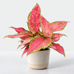 Indoor Plant Colour Collection -  Philodendron Pink Princess, Aglaonema Cherry Baby & Iresine Herbstii Rich Redstar  5