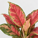 Aglaonema Cherry Baby  3