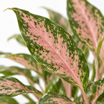 Aglaonema Pink Star  2