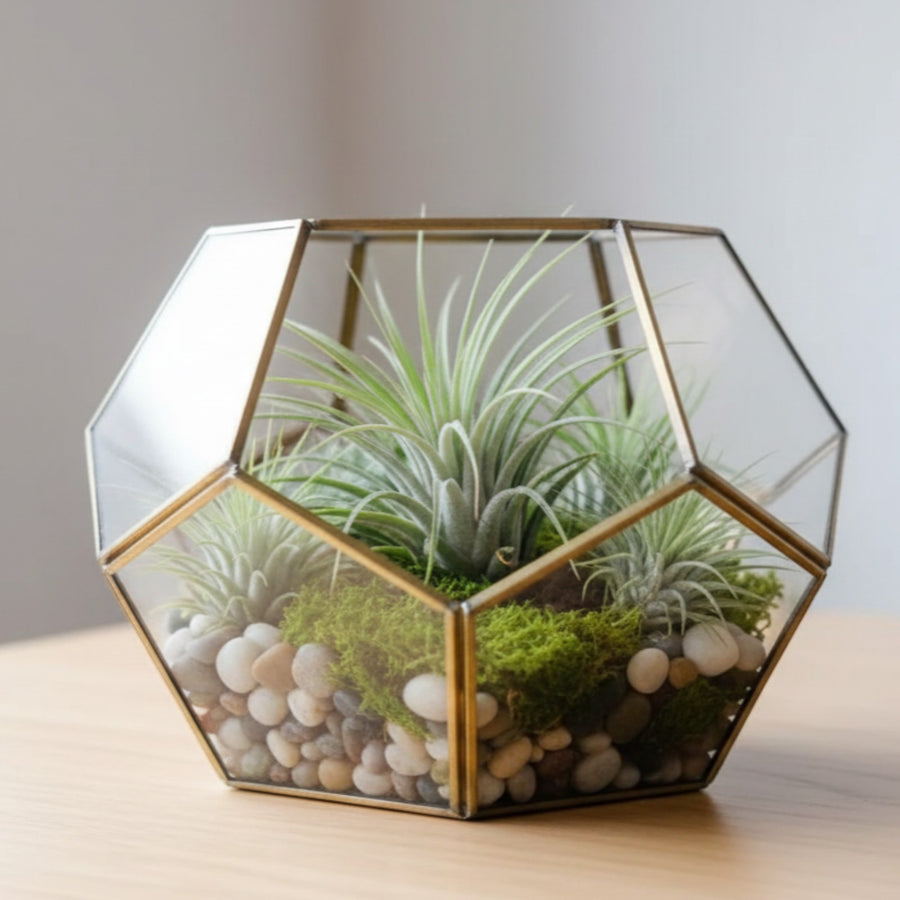 5 x Air Plants Mix Tillandsia  2