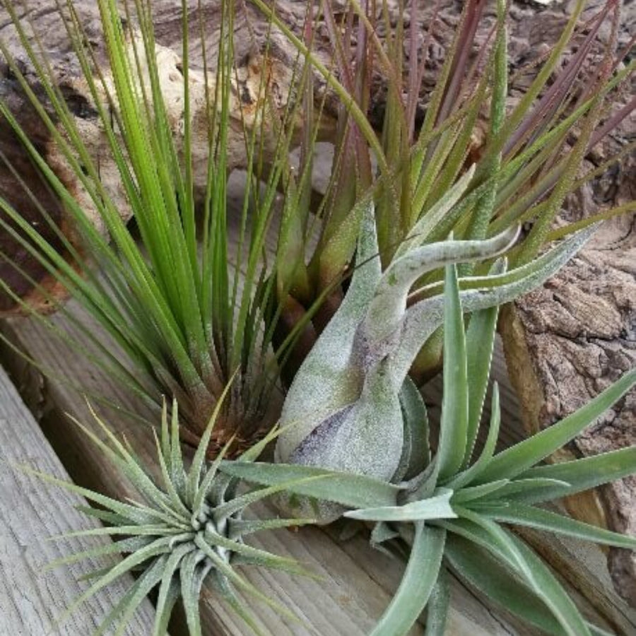 5 x Air Plants Mix Tillandsia  1