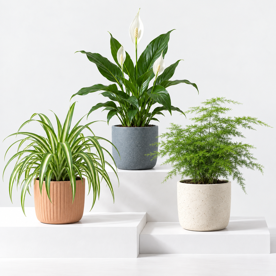 Air Purifying Indoor Mix  1