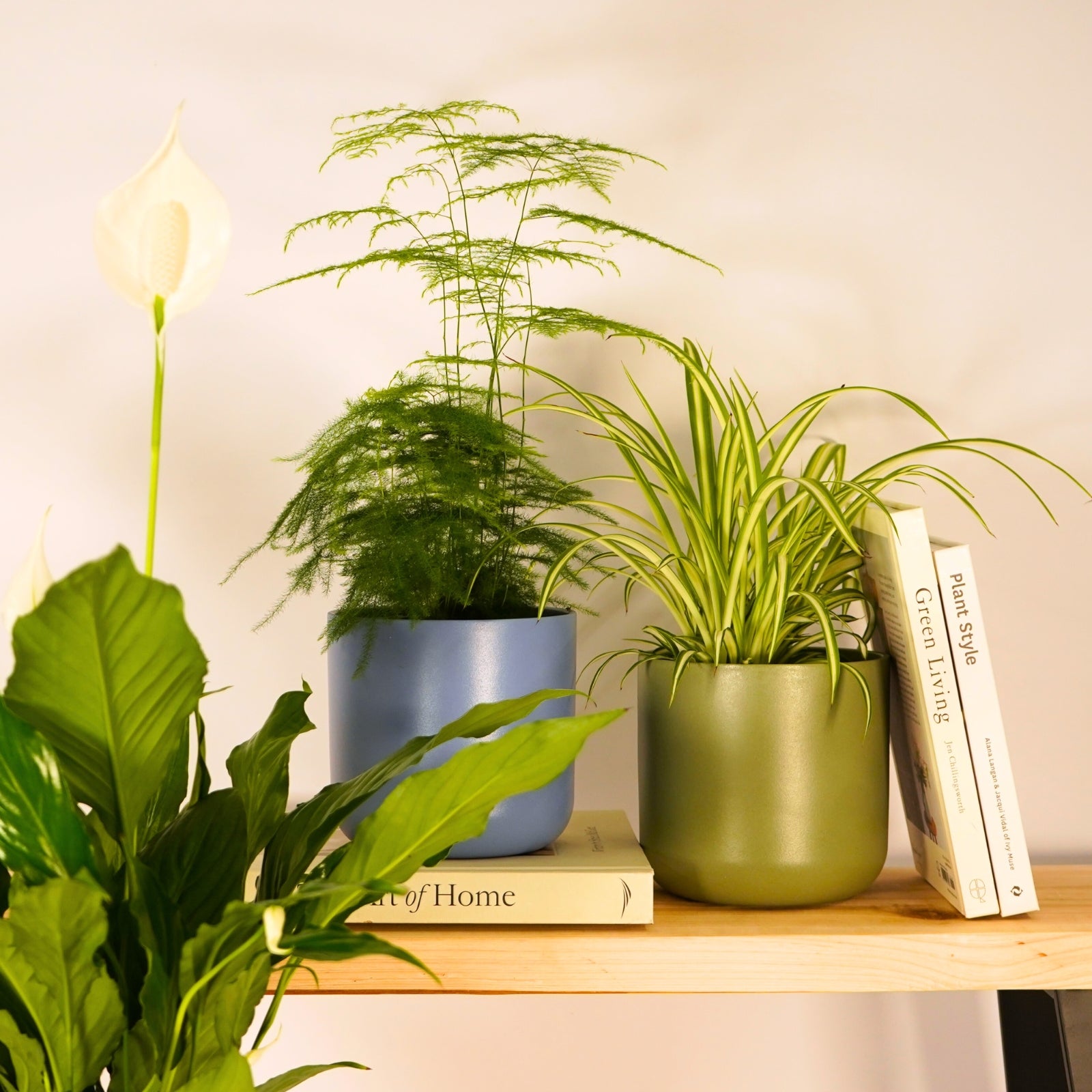 air purifying plants
