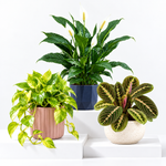 Air Purifying Plant Collection - Peace Lily, Maranta Fascinator & Devi's Ivy Pothos  1