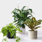 Air Purifying Plant Collection - Peace Lily, Maranta Fascinator & Golden Pothos  1