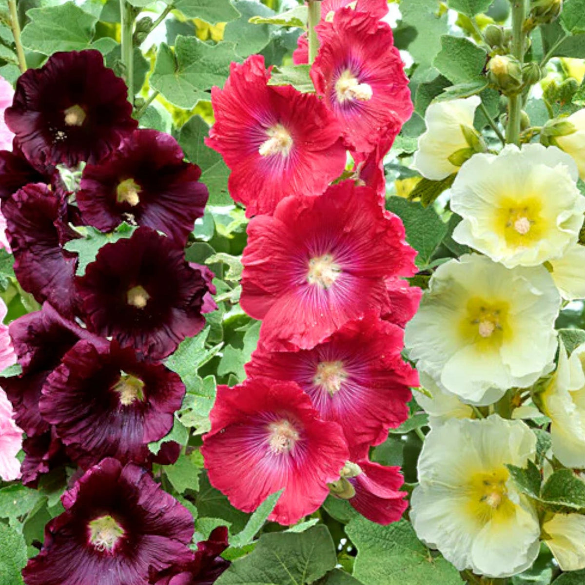 Red Hollyhock Alcea Rood Bare Root  4