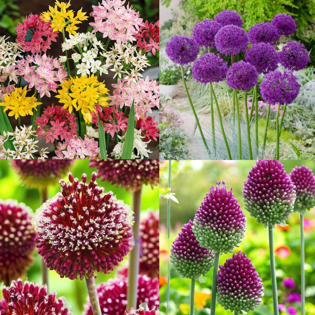 Allium 100 Mixed Bulb Collection  1