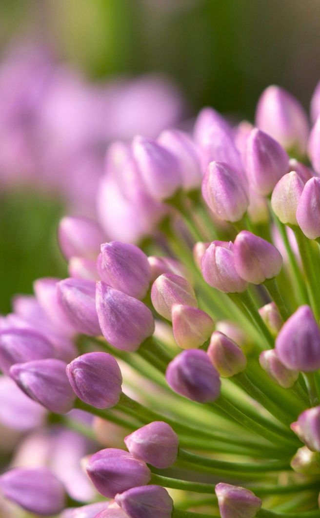 Outdoor Plants
