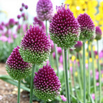 Allium 100 Mixed Bulb Collection  6
