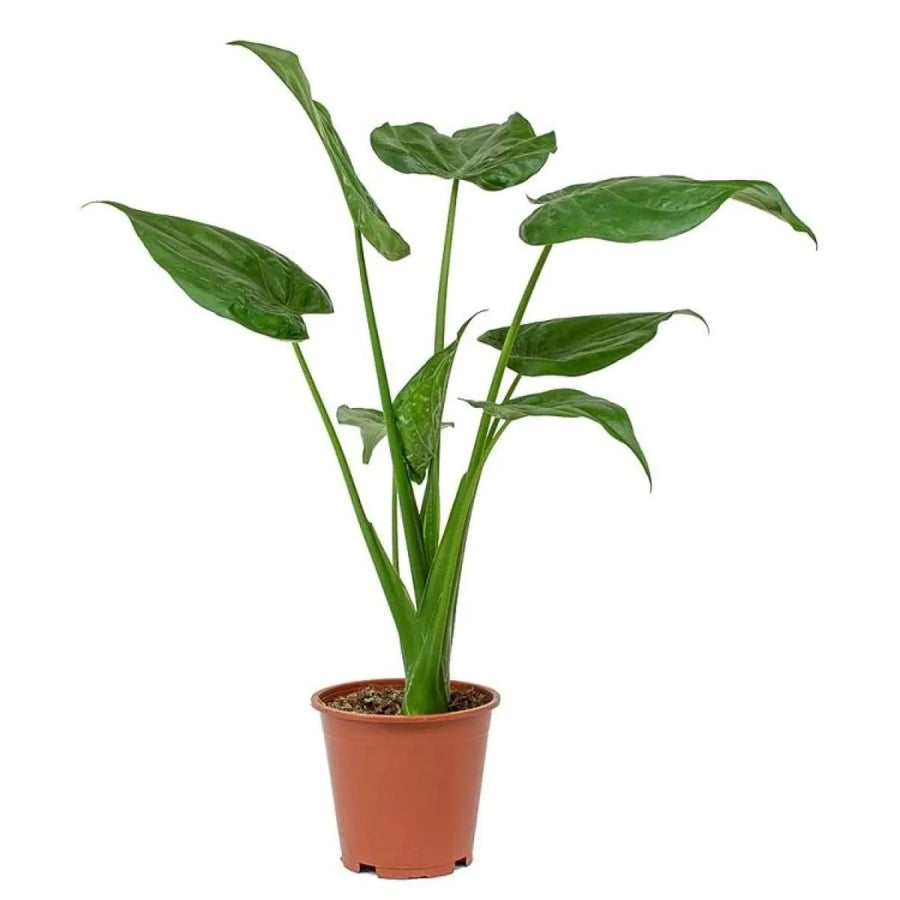 Elephant Ear Plant  2