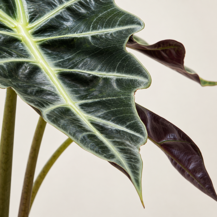 Alocasia 'Polly'  2