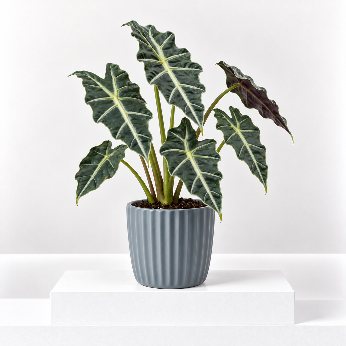 Alocasia 'Polly'