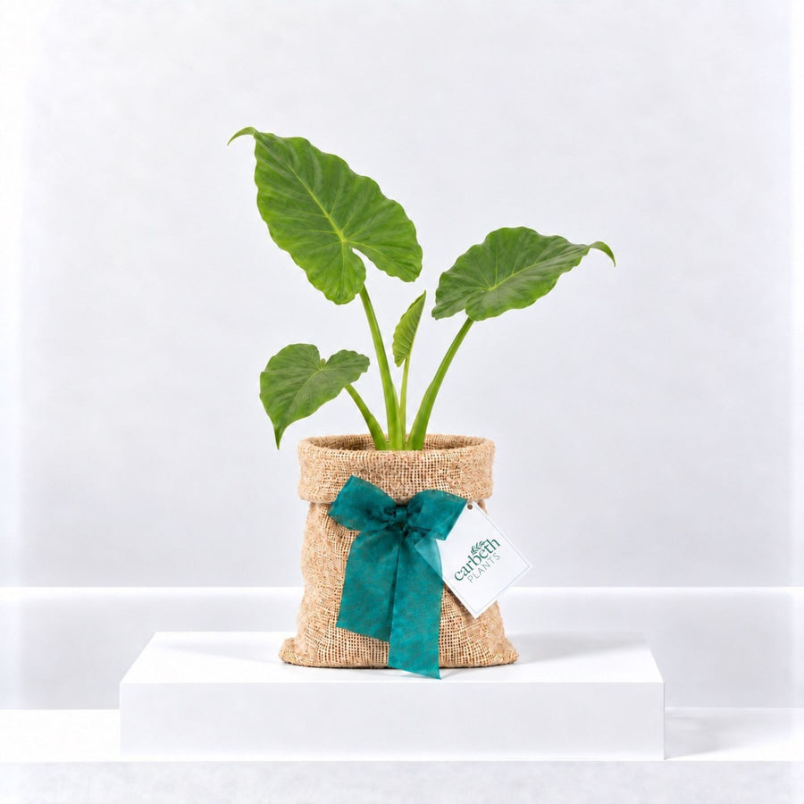 Elephant Ear Plant Gift Wrapped  1