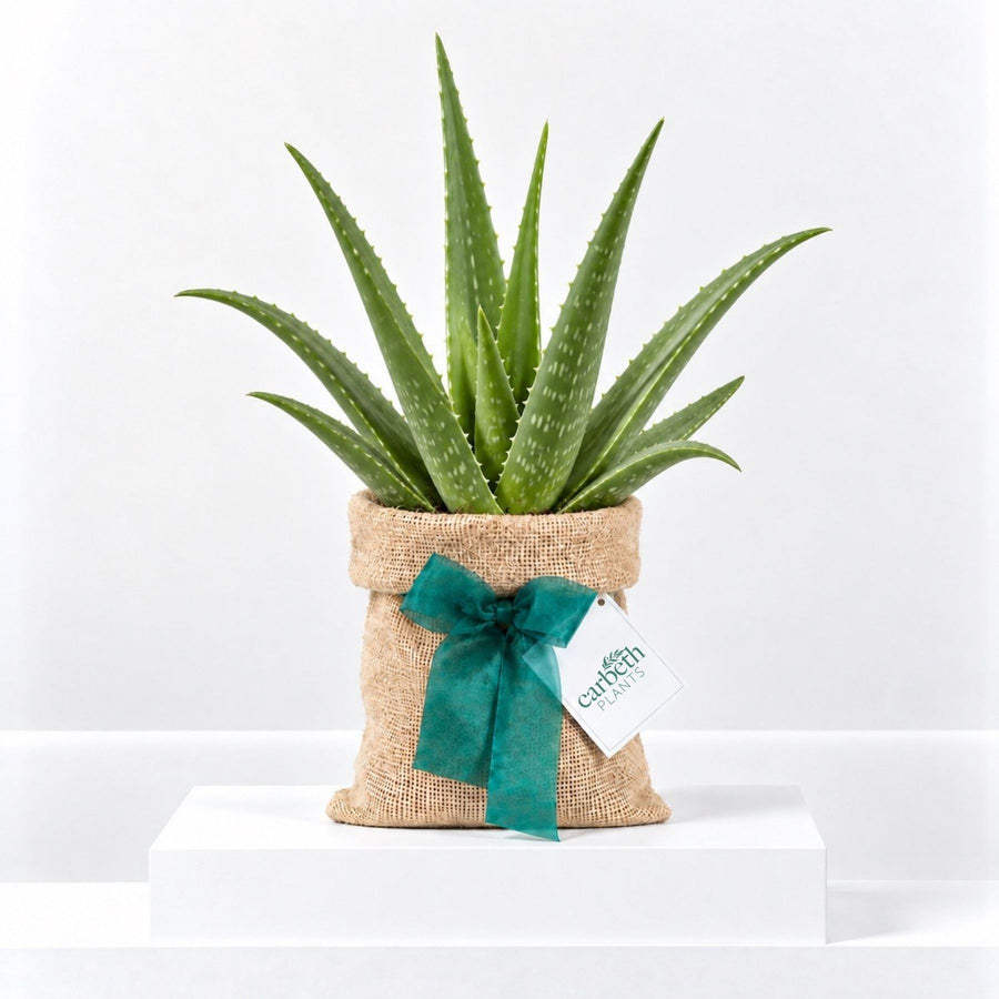 Aloe Vera Plant Gift Wrapped  1