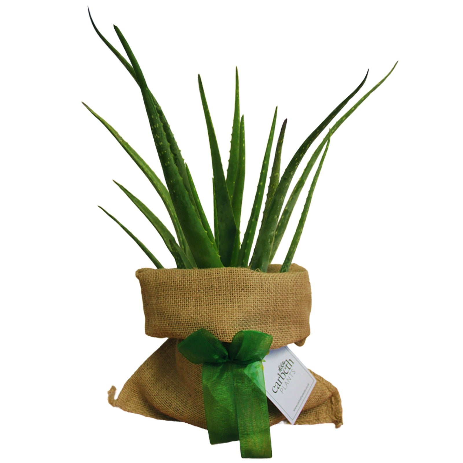 aloe vera plant gift Aloe Vera Plant Gift Wrapped