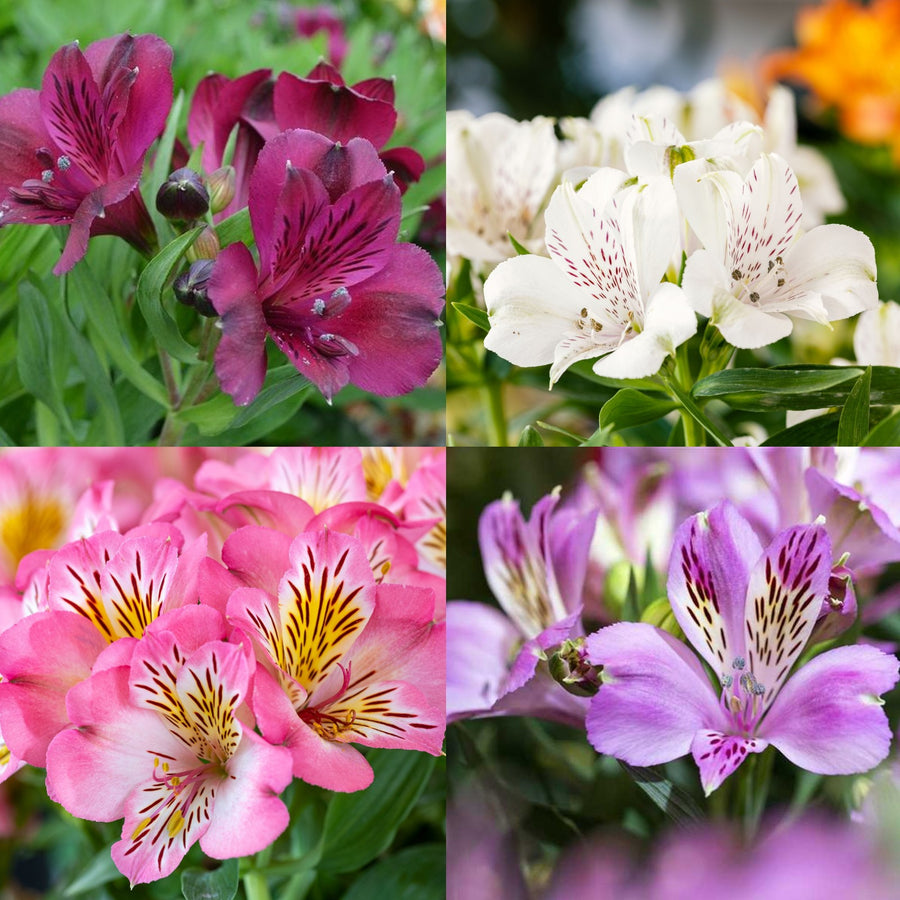 Alstroemeria Inticancha Plant Mix Alstroemeria Inticancha Plant Mix (2 Plants) image1 1