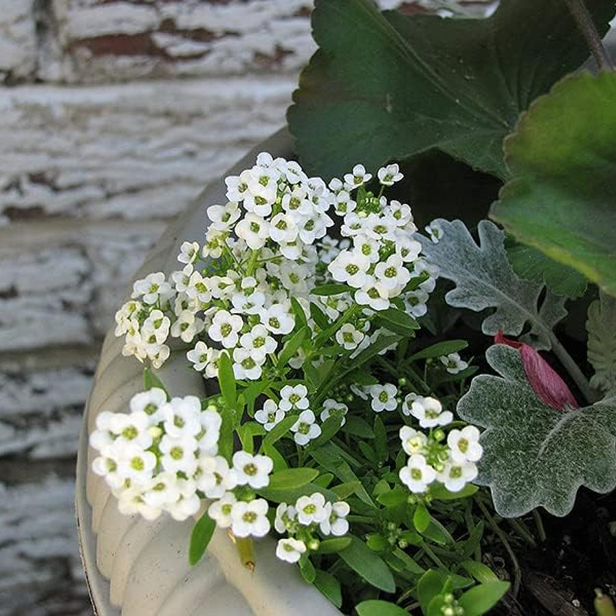 Alyssum Snow Crystals Alyssum Snow Crystals 20 Pack image2 2