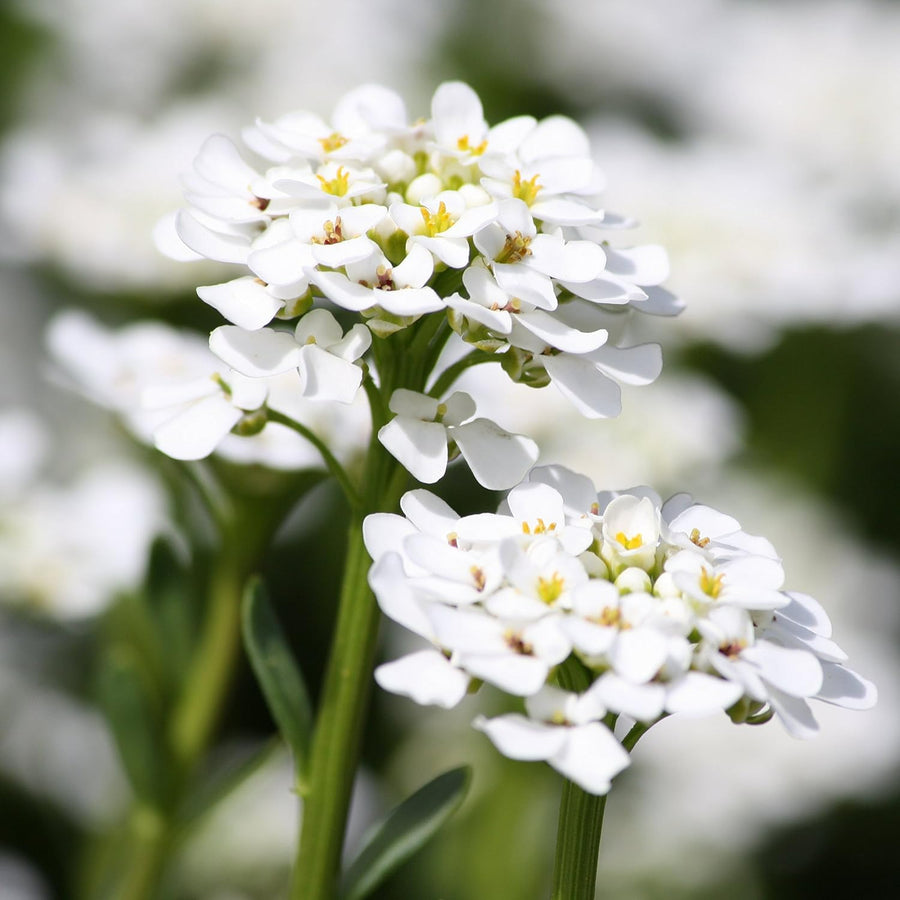 Alyssum Snow Crystals Alyssum Snow Crystals 20 Pack image1 1