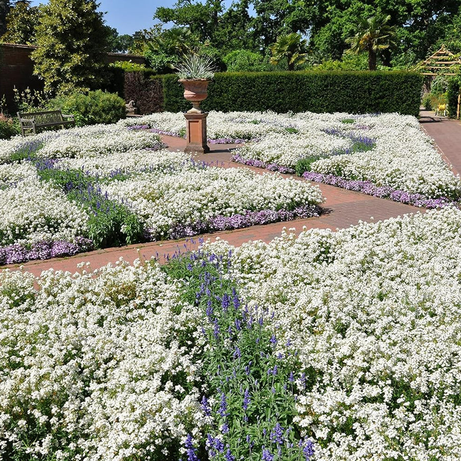 Alyssum Snow Crystals Alyssum Snow Crystals 20 Pack image4 4