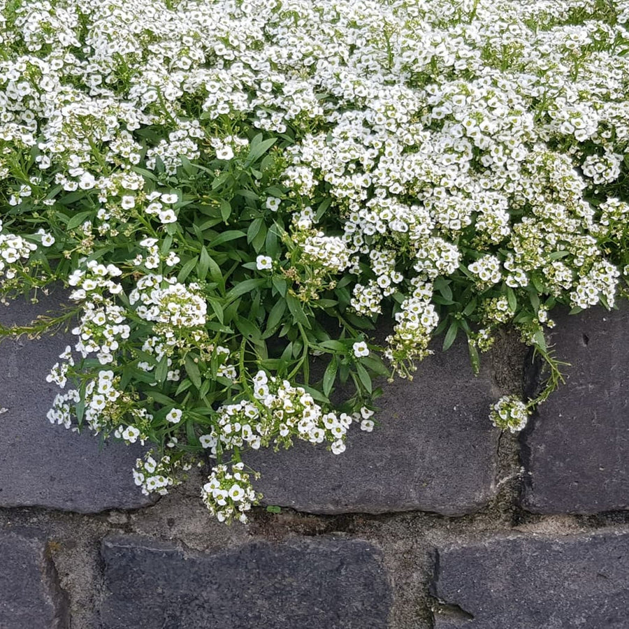 Alyssum Snow Crystals Alyssum Snow Crystals 20 Pack image3 3